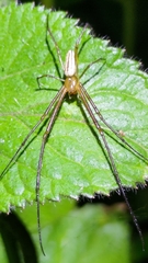 Leucauge celebesiana