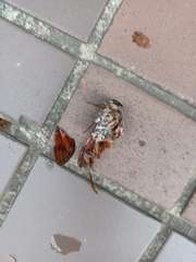 Graptopsaltria nigrofuscata