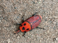 Rhynchophorus ferrugineus