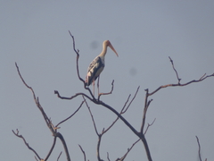 Mycteria leucocephala