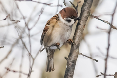 Passer montanus