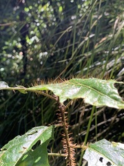 Solanum prinophyllum
