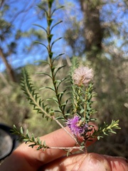 Melaleuca decussata