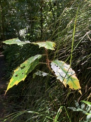 Solanum prinophyllum