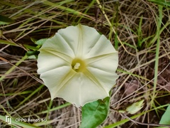 Ipomoea obscura