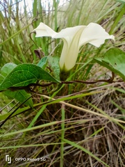 Ipomoea obscura