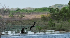 Ephippiorhynchus asiaticus