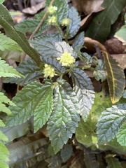 Elatostema reticulatum