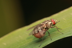 Stomoxys calcitrans