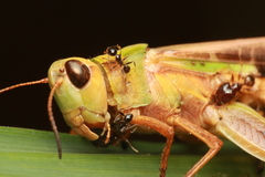 Aiolopus thalassinus