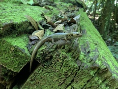 Silvascincus murrayi