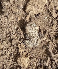 Tomopterna delalandii