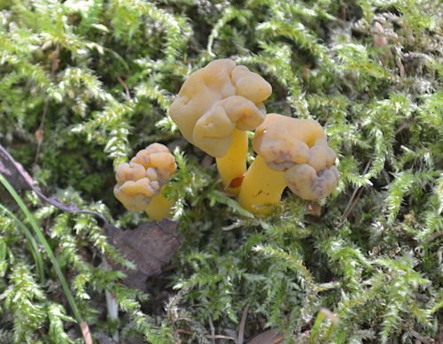Leotia lubrica