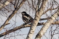 Dendrocopos major