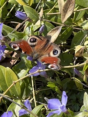Aglais io