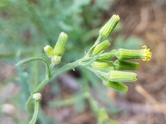 Senecio sylvaticus