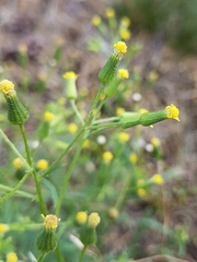 Senecio sylvaticus