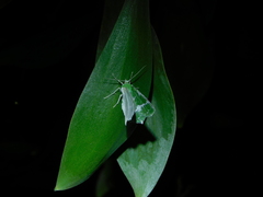 Eucyclodes insperata