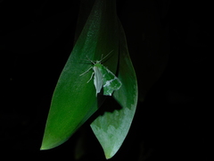 Eucyclodes insperata
