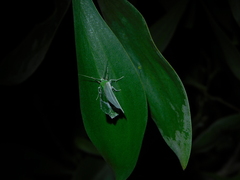 Eucyclodes insperata