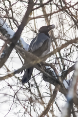 Corvus cornix