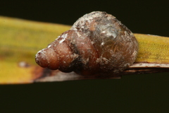 Pupilloidea