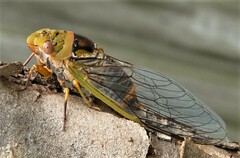 Macrotristria intersecta