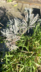 Lavandula angustifolia
