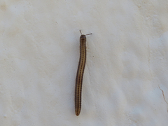 Brachyiulus