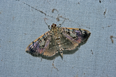 Pantographa expansalis