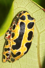 Hyperolius marginatus