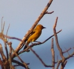 Icterus