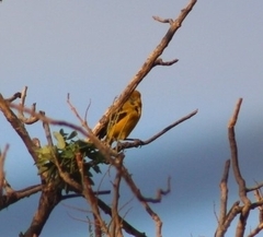 Icterus