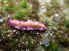 Pseudoceros goslineri