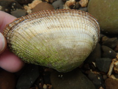 Asaphis violascens