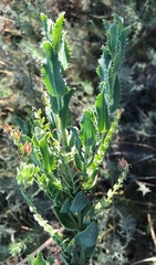 Lobostemon laevigatus