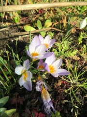 Crocus