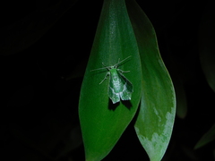 Eucyclodes insperata