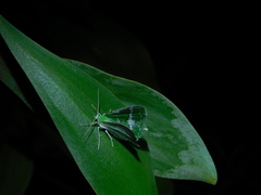 Eucyclodes insperata