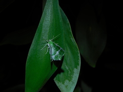 Eucyclodes insperata