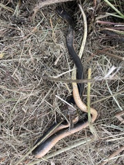 Lycodonomorphus rufulus