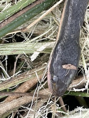 Lycodonomorphus rufulus