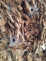 Filistata insidiatrix