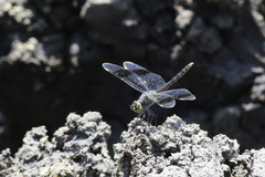 Brachythemis leucosticta