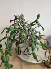 Schlumbergera buckleyi