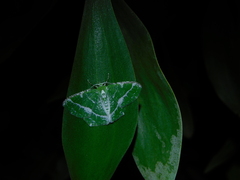 Eucyclodes insperata