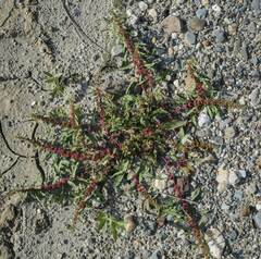 Rumex ucranicus
