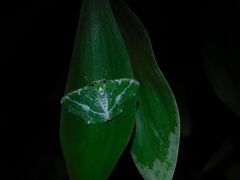 Eucyclodes insperata