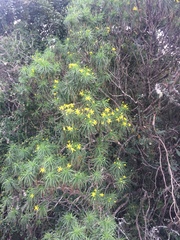 Euryops brevipapposus