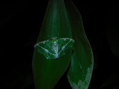 Eucyclodes insperata